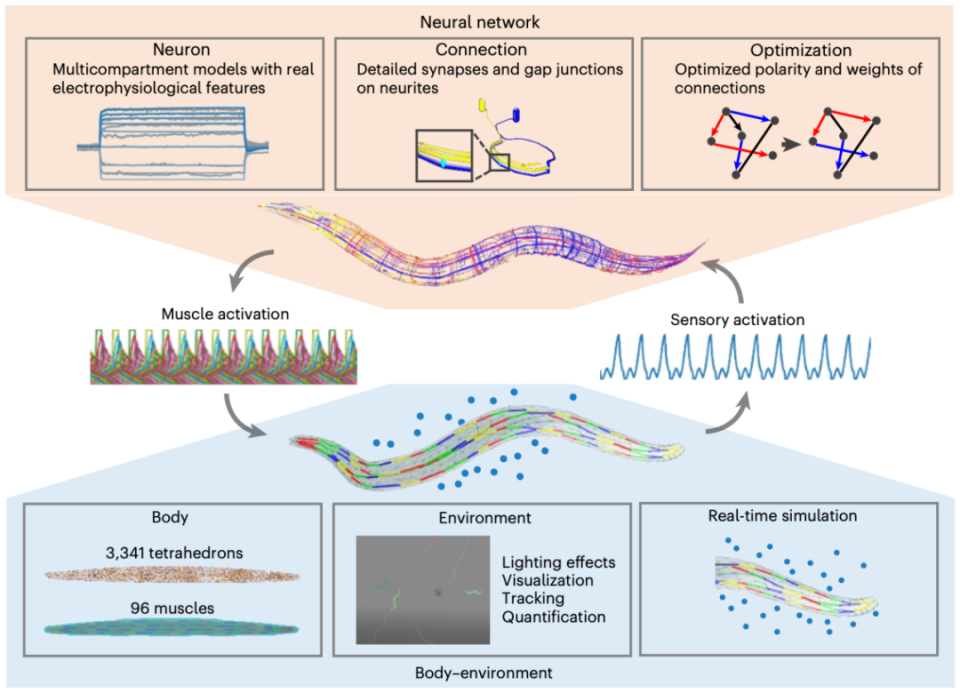 BAAIWorm天宝架构图