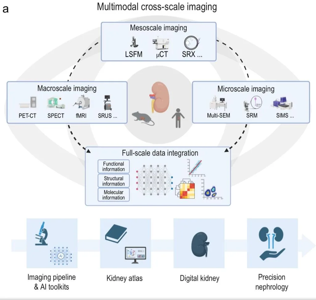 数字肾脏影像组学